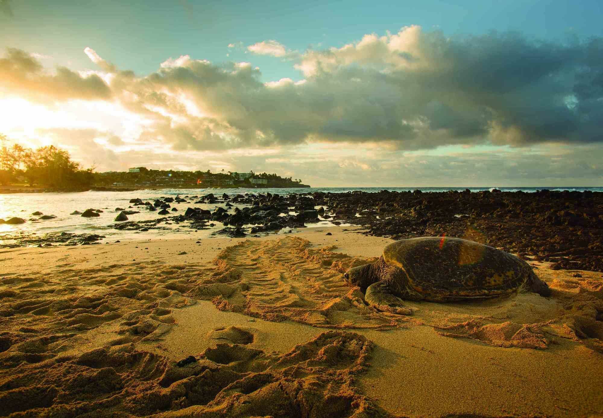 Marriott'S Waiohai Beach Club Koloa Ngoại thất bức ảnh